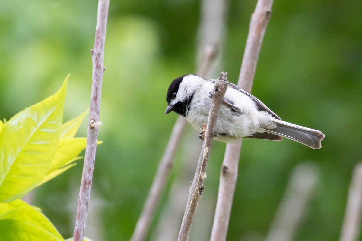 Carolina Chickadee - ML618052027