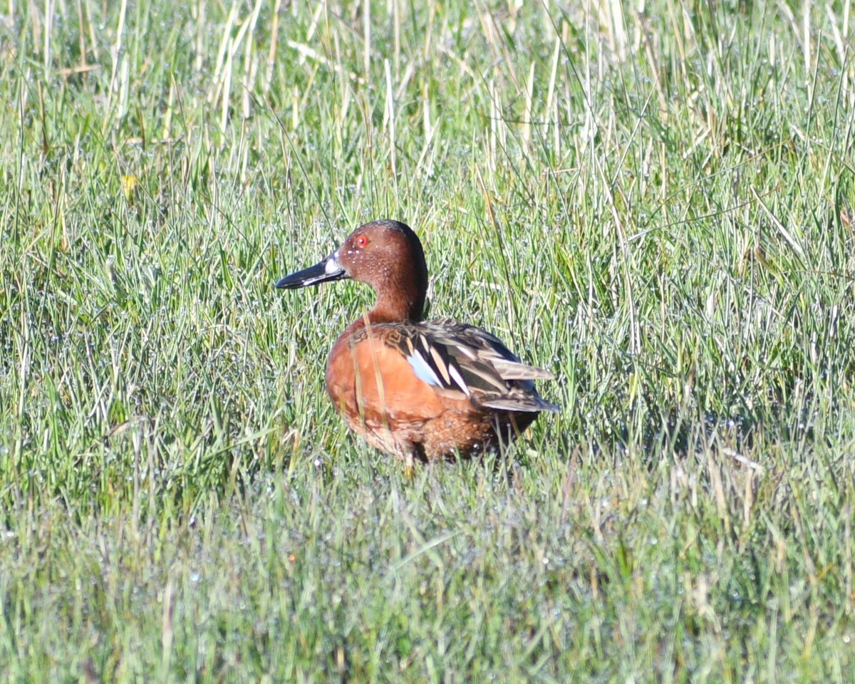 Cinnamon Teal - Peter Olsoy