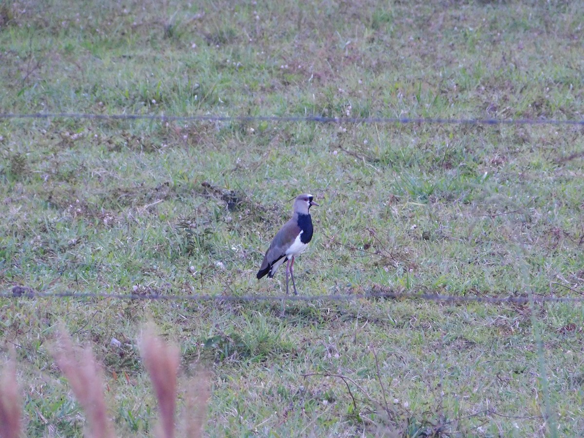 Southern Lapwing - ML618052048