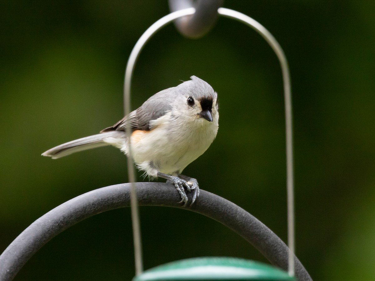 Tufted Titmouse - ML618052051