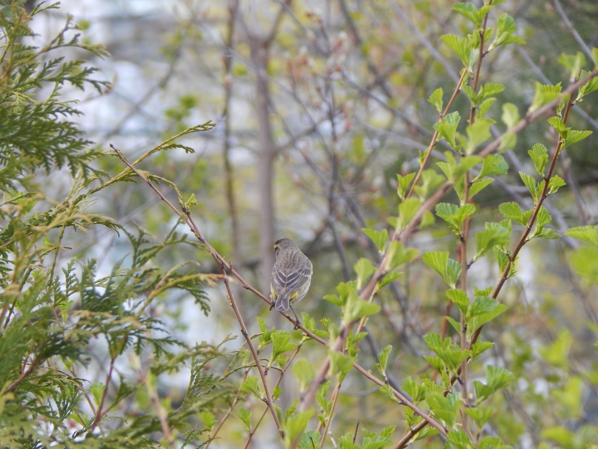 Palm Warbler - ML618052060