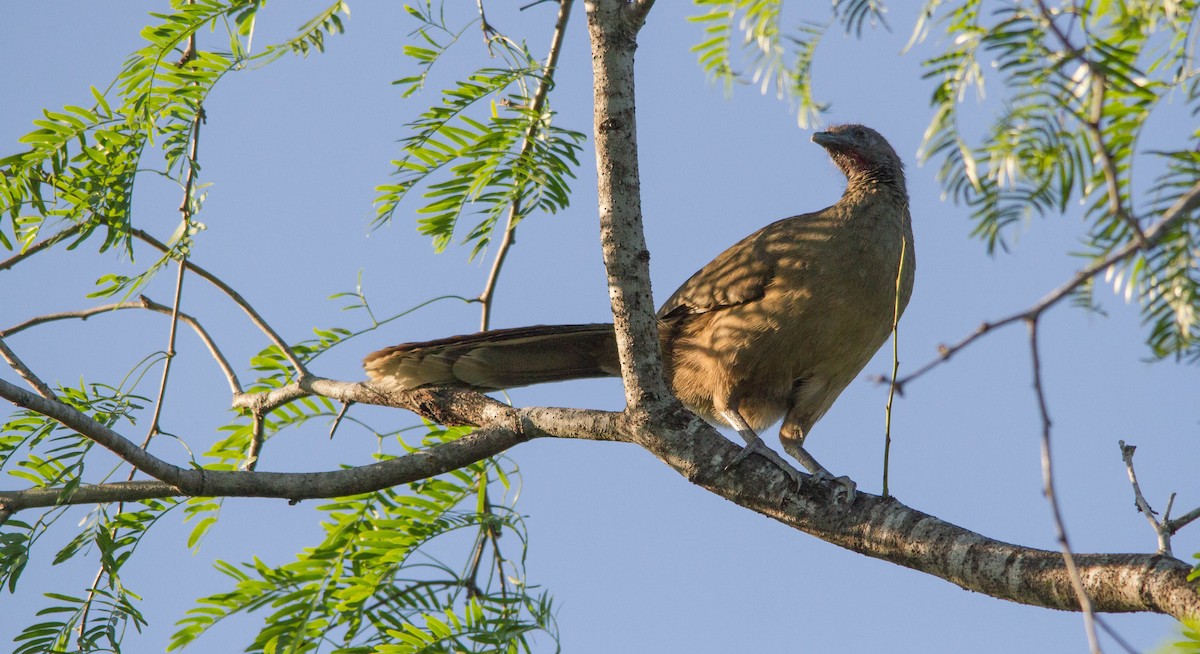 Plain Chachalaca - Nathan Tea