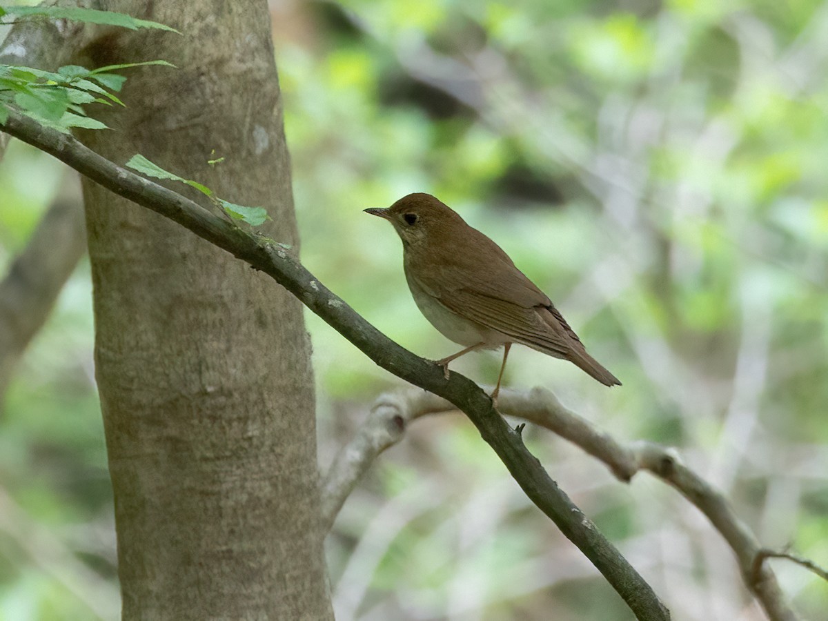 Veery - Tom Crockett