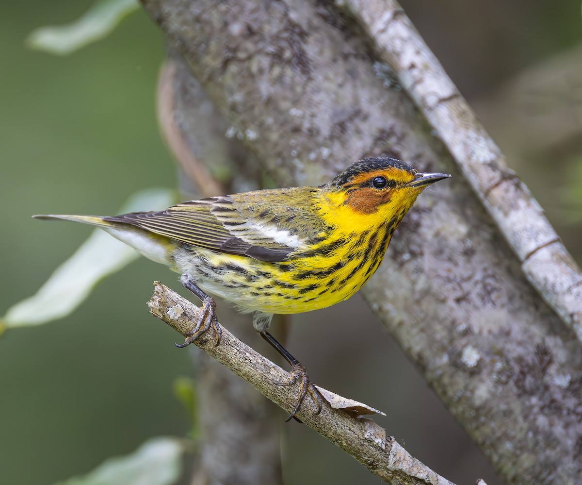 Cape May Warbler - Gena Flanigen