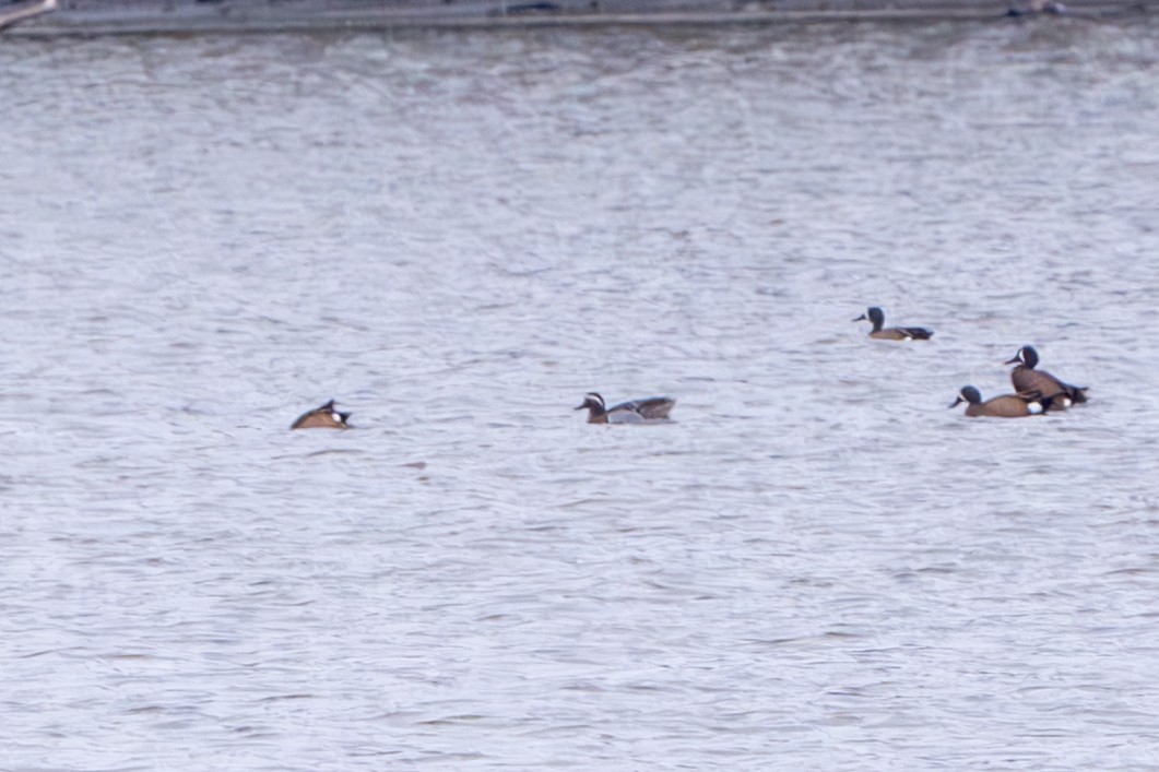 Garganey - Myron Peterson