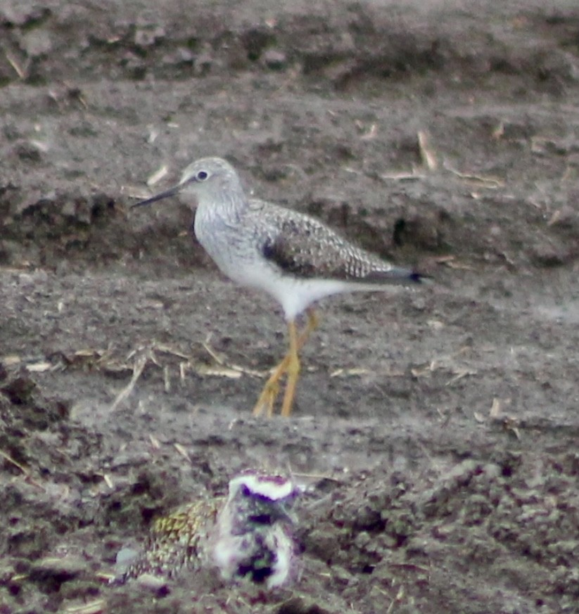 Greater Yellowlegs - ML618052120