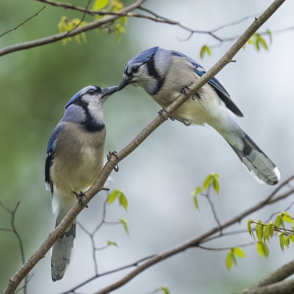 Blue Jay - ML618052146