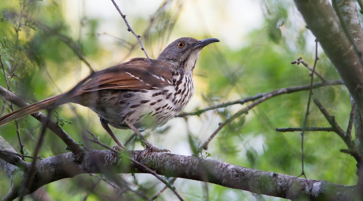 Long-billed Thrasher - Nathan Tea