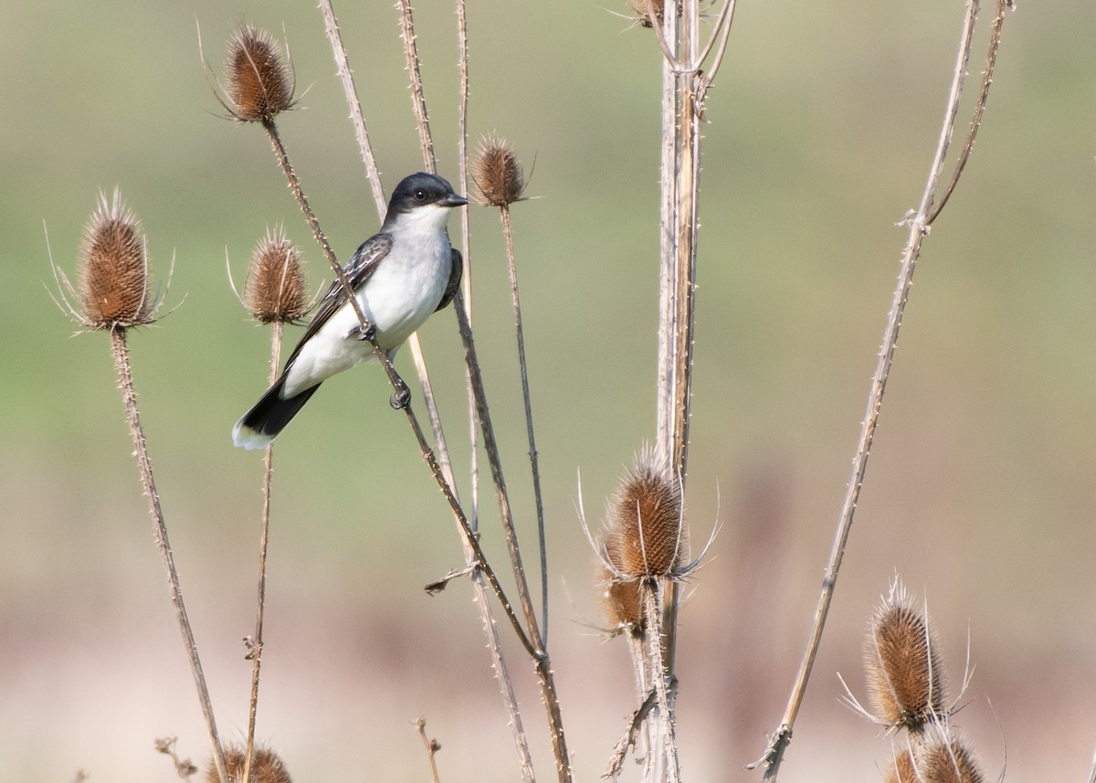 Eastern Kingbird - ML618052173