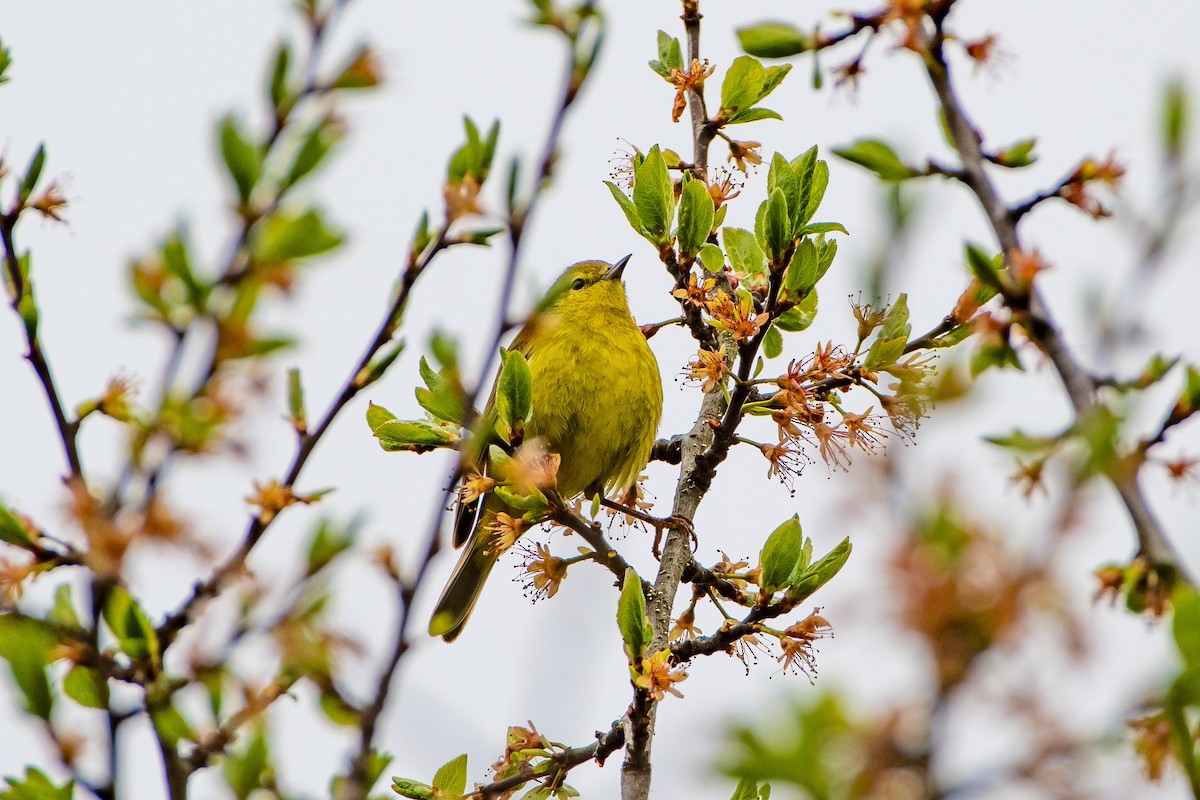 Orange-crowned Warbler - ML618052178