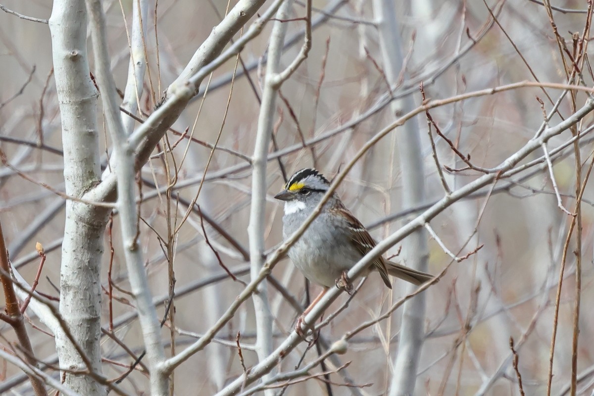 White-throated Sparrow - ML618052182