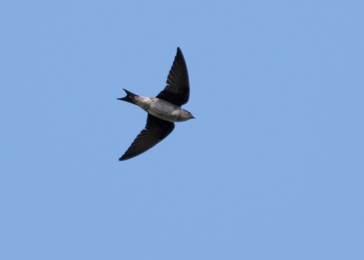 Purple Martin - ML618052187