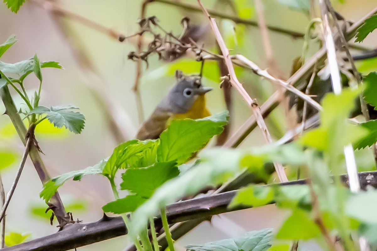 Nashville Warbler - ML618052190