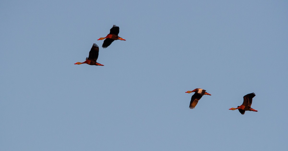 Black-bellied Whistling-Duck - ML618052225