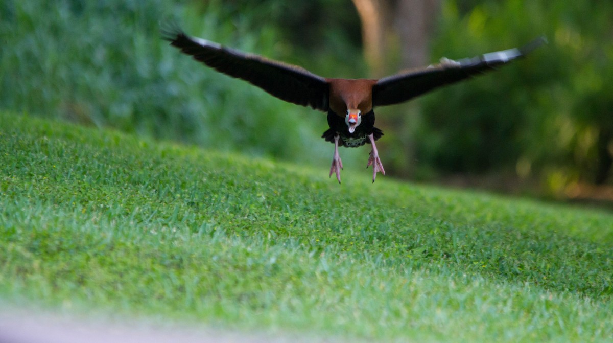 Black-bellied Whistling-Duck - ML618052228