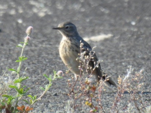 American Pipit - Dennis Kent