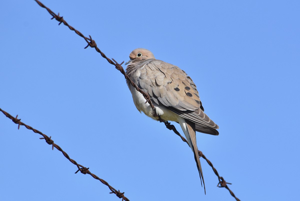 Mourning Dove - ML618052244