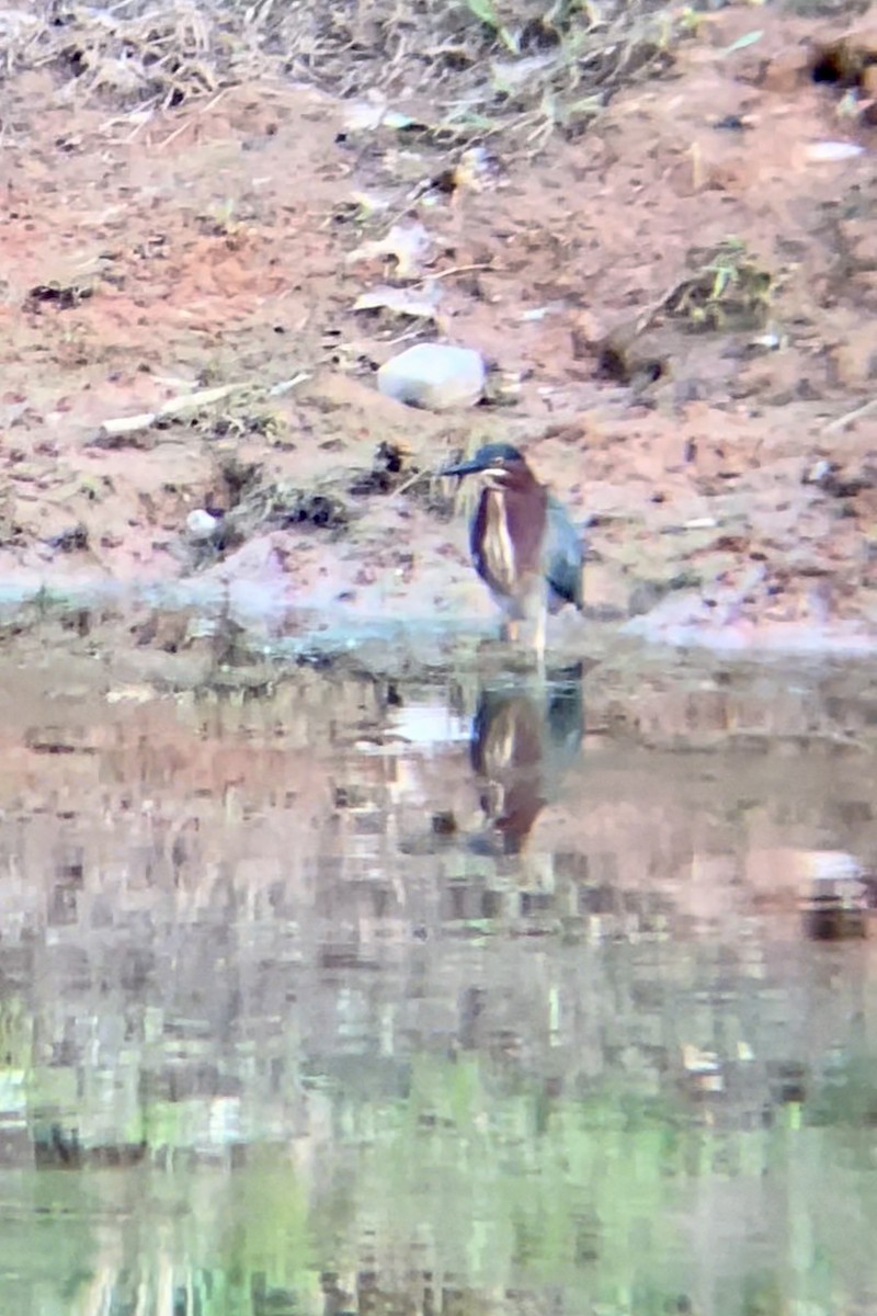 Green Heron - ML618052255