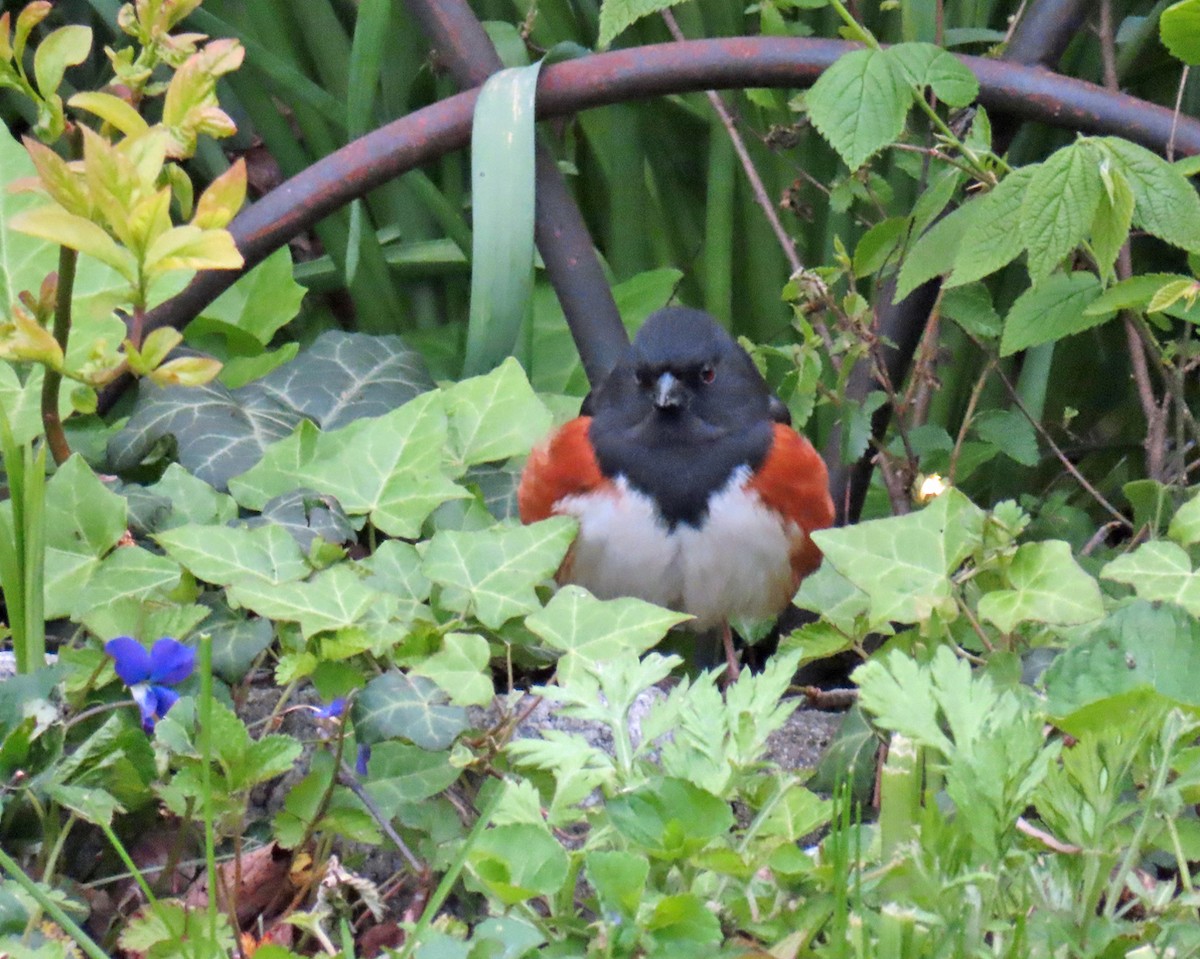 Eastern Towhee - ML618052257