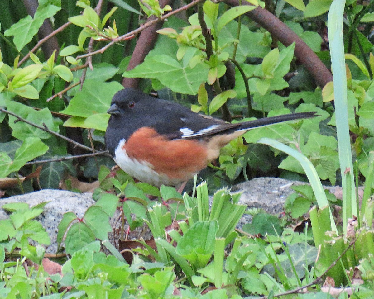 Eastern Towhee - ML618052258