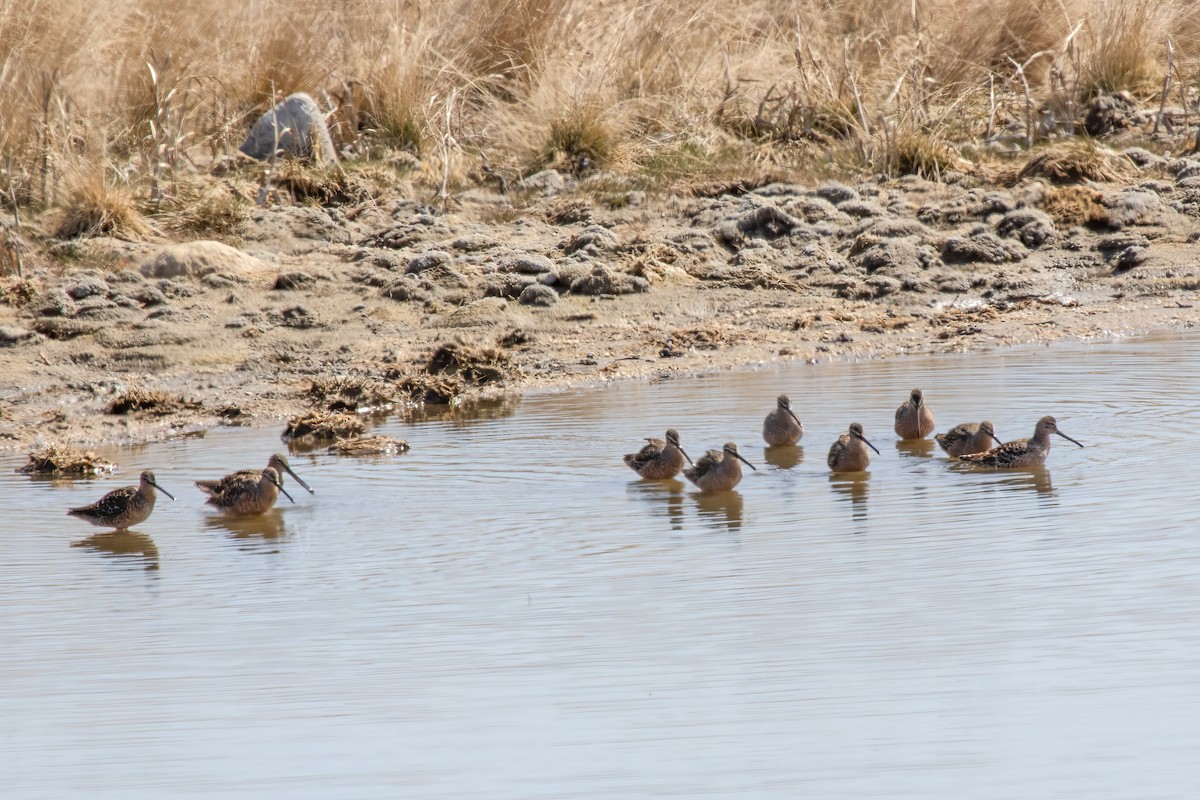 Short-billed/Long-billed Dowitcher - Janet Hill