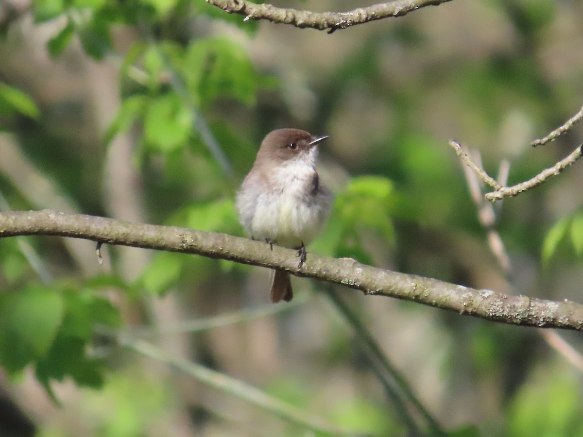 Eastern Phoebe - ML618052289