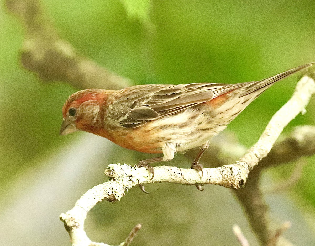 House Finch - Margaret Bergstrom