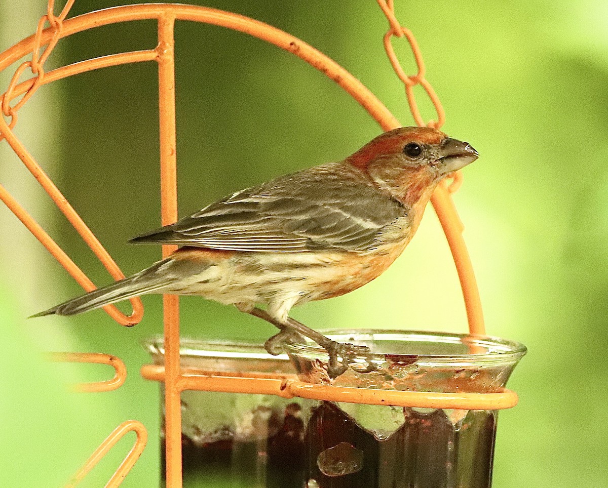 House Finch - ML618052327