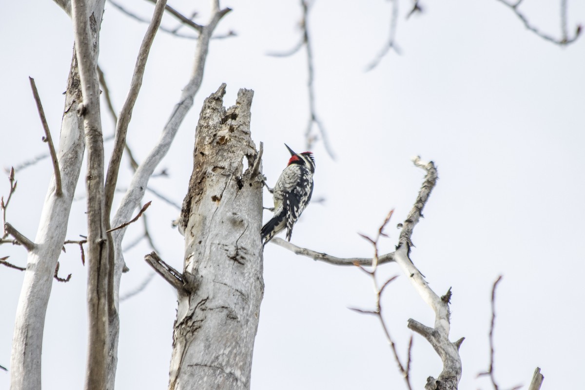 Yellow-bellied Sapsucker - ML618052335