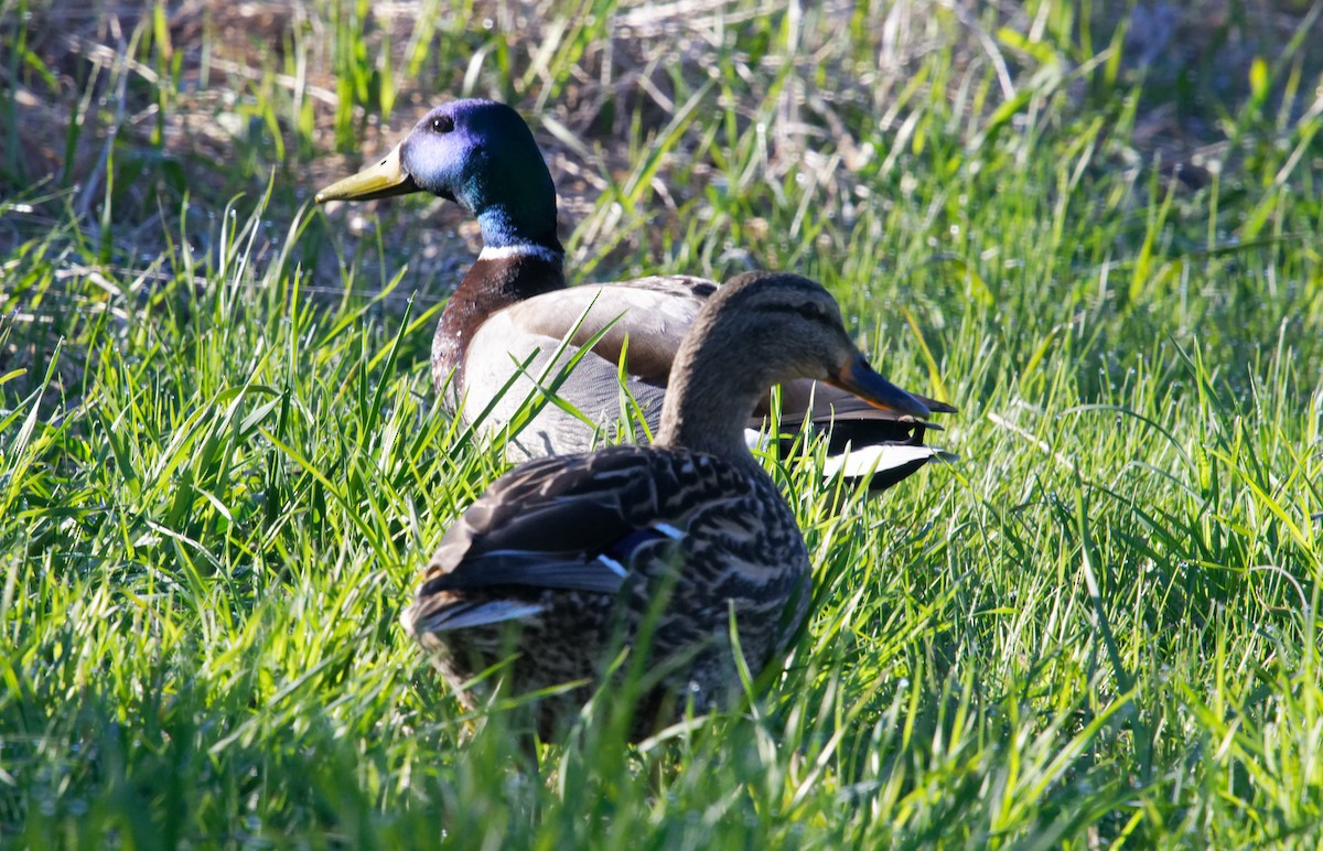 Mallard - David Hoag