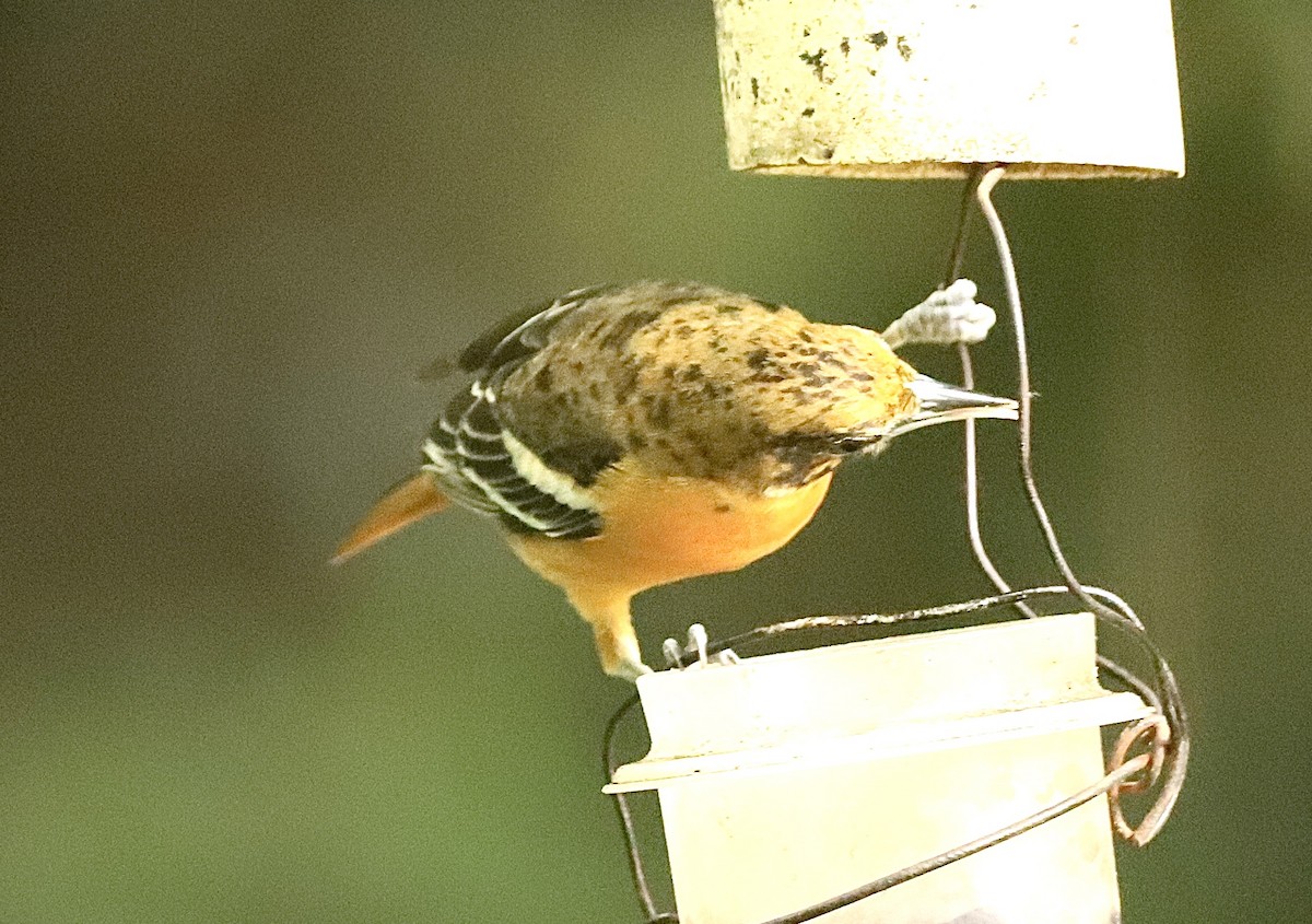 Baltimore Oriole - Margaret Bergstrom