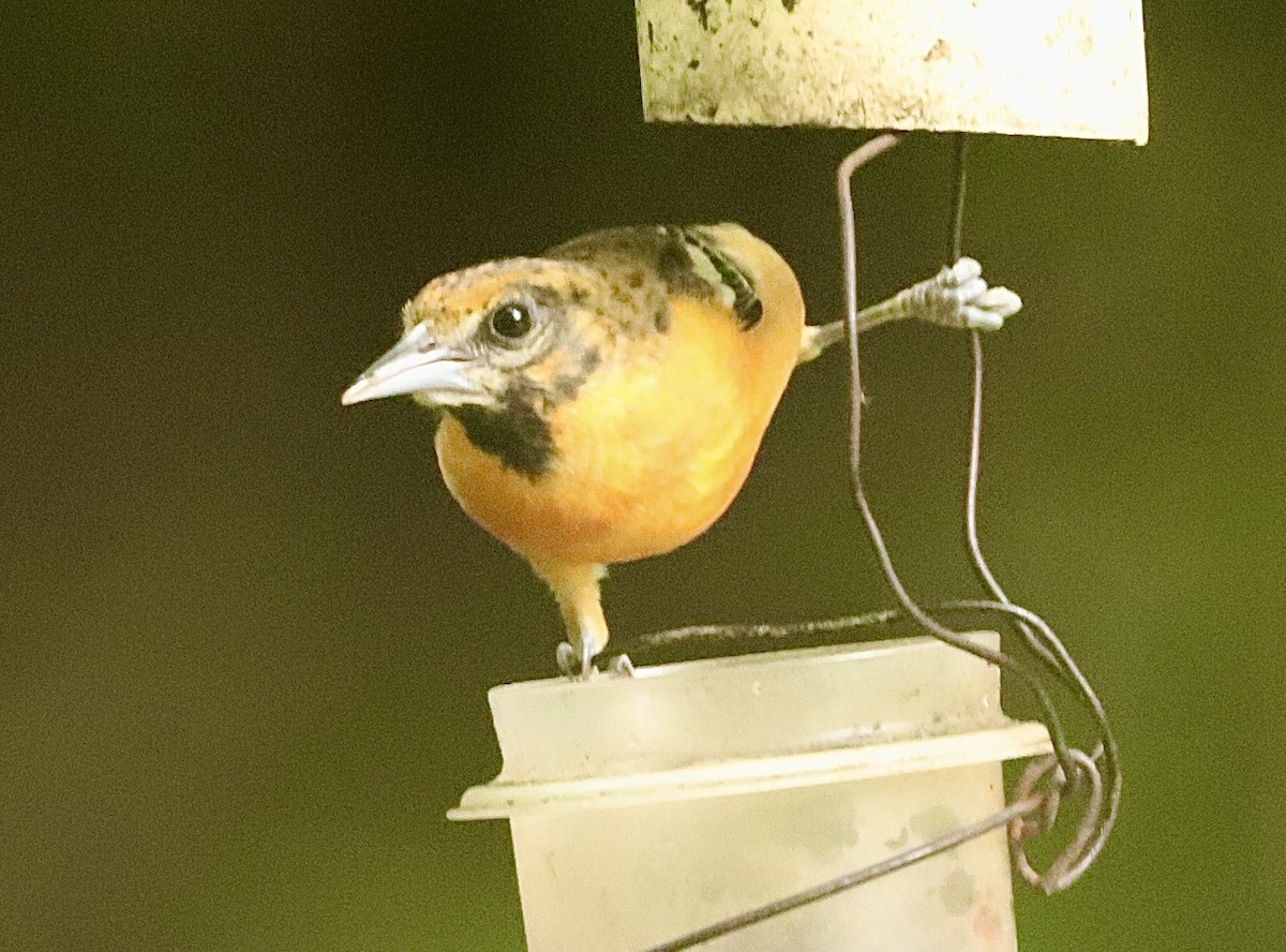 Baltimore Oriole - Margaret Bergstrom