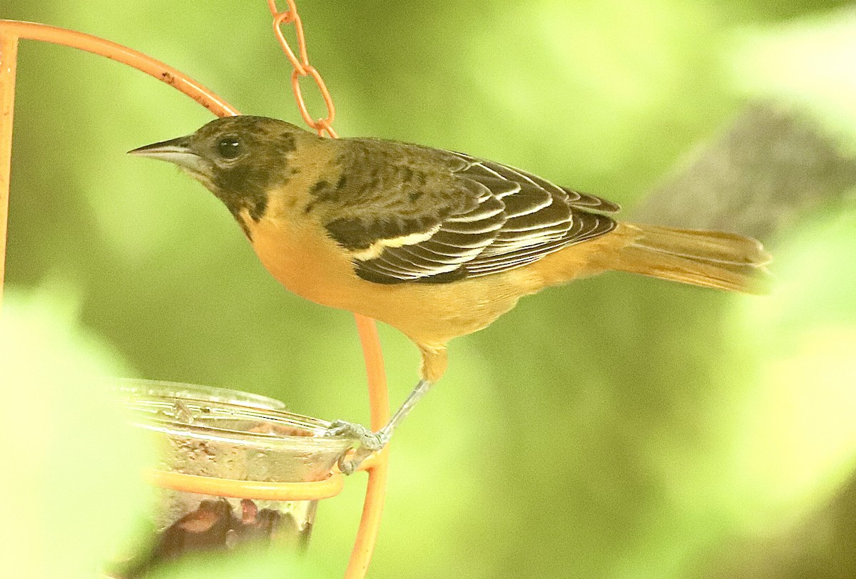 Oriole de Baltimore - ML618052379