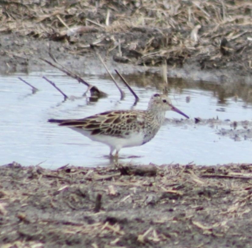 Bécasseau à poitrine cendrée - ML618052380