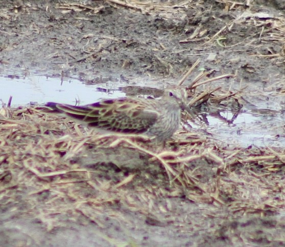 Pectoral Sandpiper - ML618052381