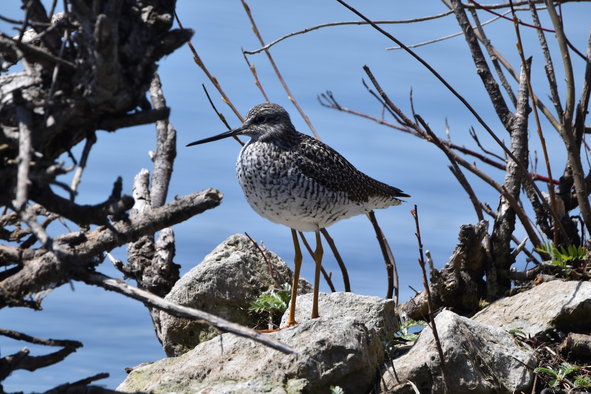 Greater Yellowlegs - ML618052403