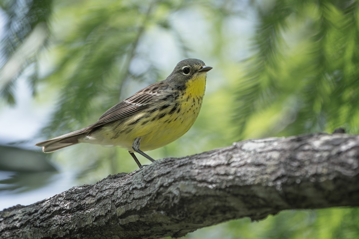 Kirtland's Warbler - ML618052404