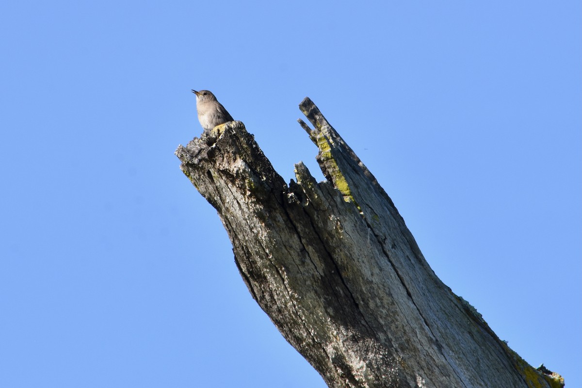 House Wren - ML618052406