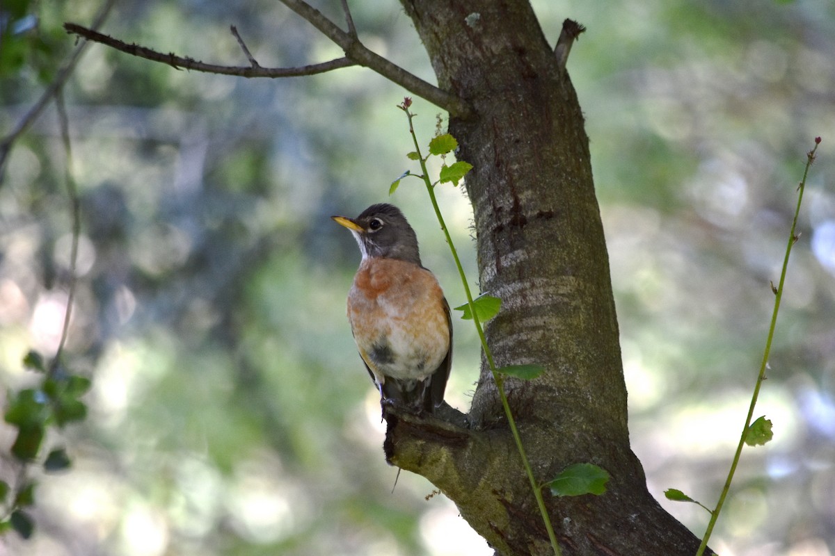 American Robin - ML618052418