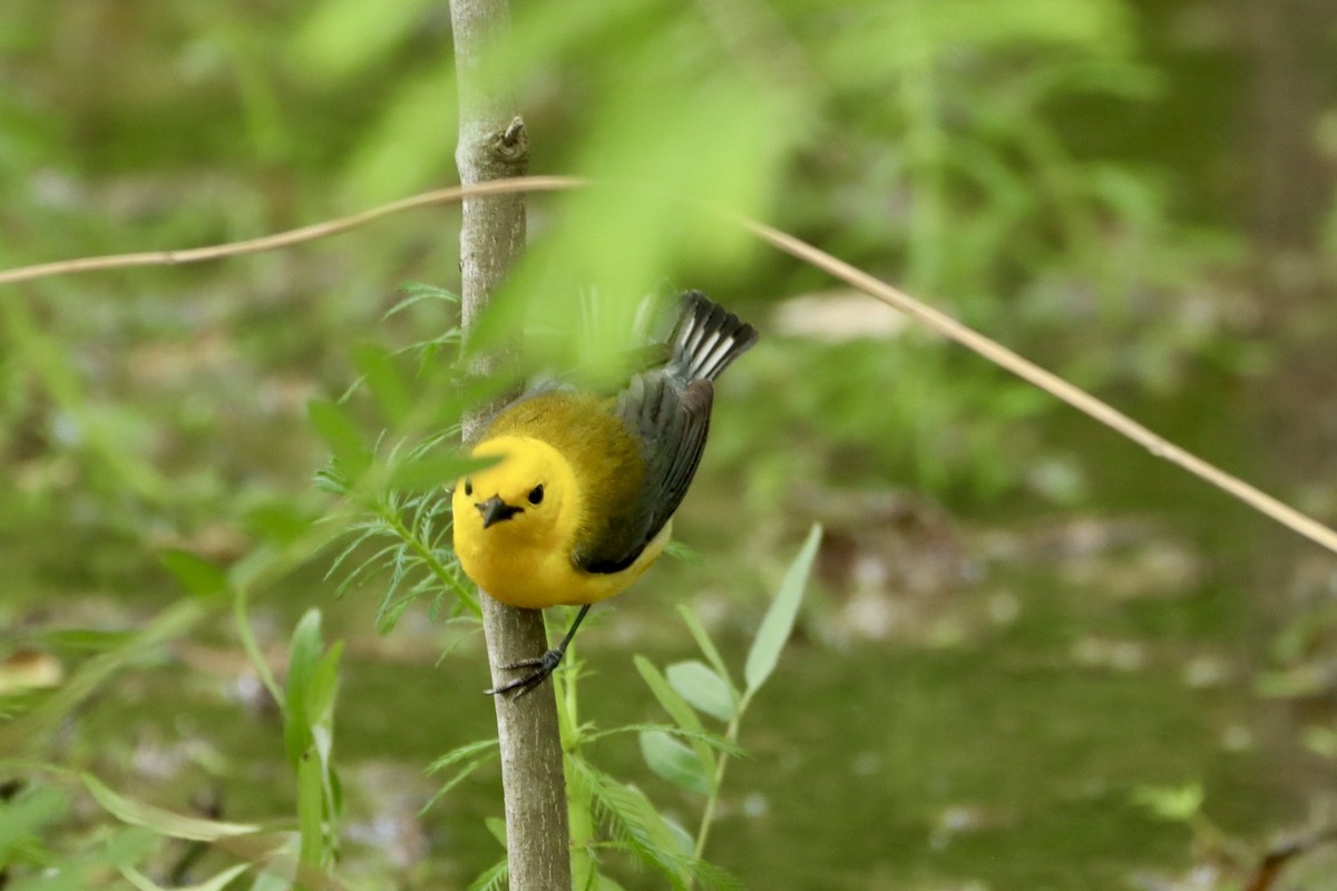 Prothonotary Warbler - Cullen Brown