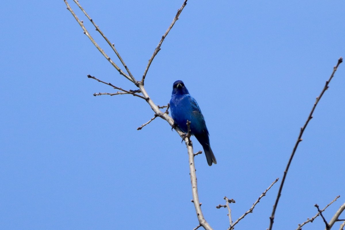 Indigo Bunting - ML618052441