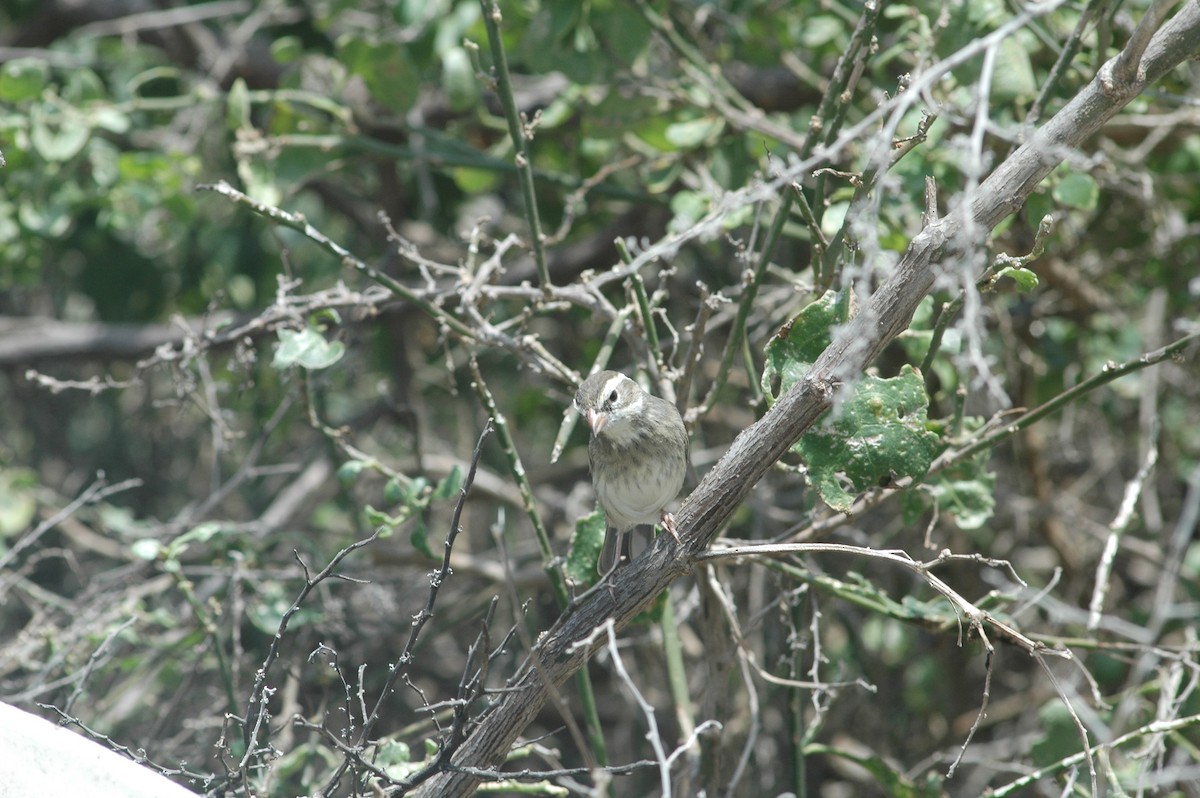 Collared Warbling Finch - ML618052449