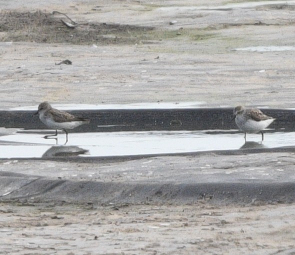 Semipalmated Sandpiper - ML618052466