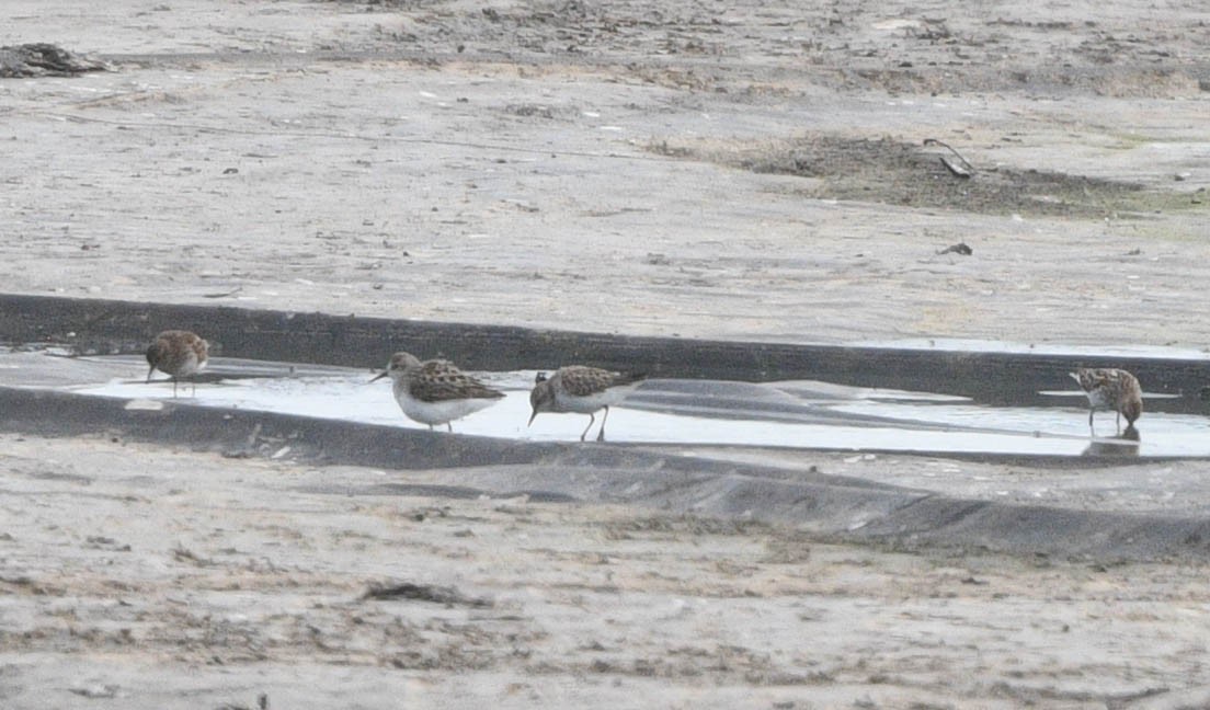 Semipalmated Sandpiper - ML618052471