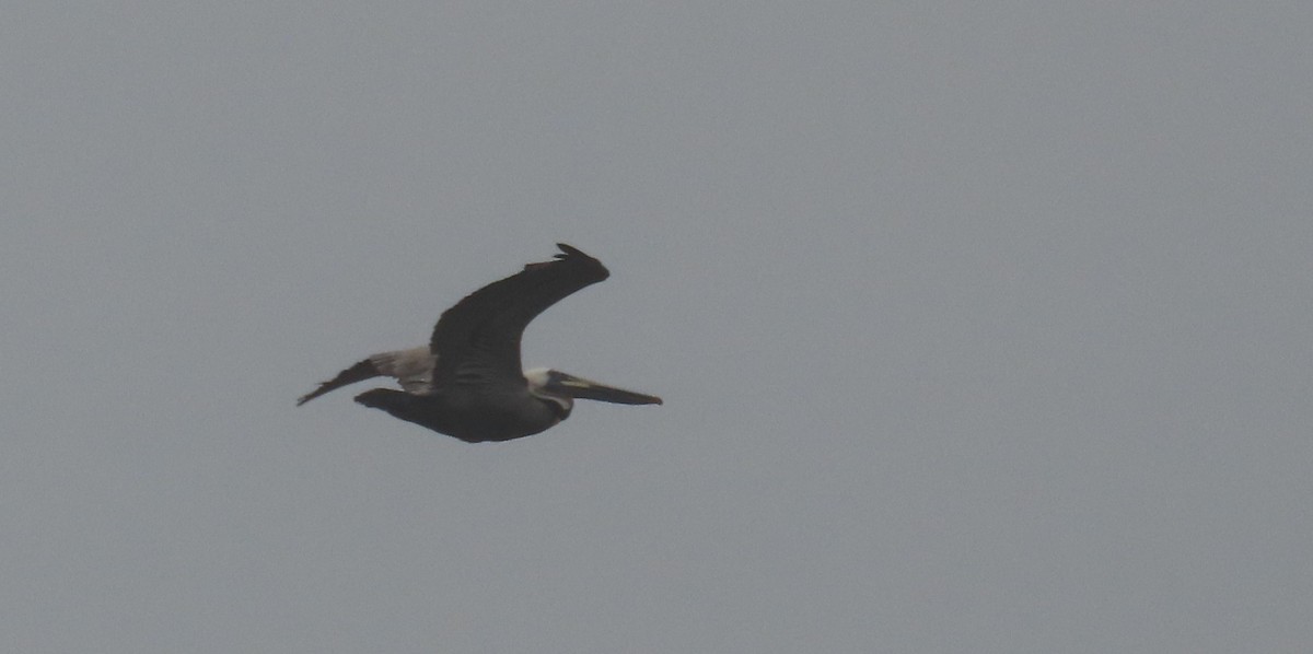 Brown Pelican - Andrew Orgill