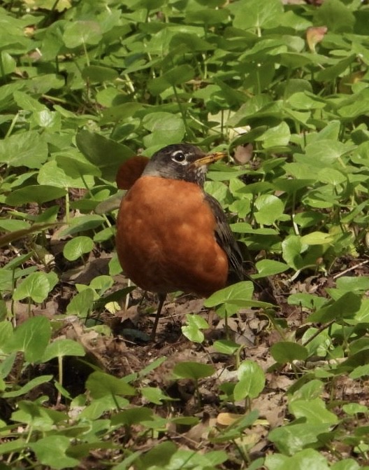 American Robin - ML618052482