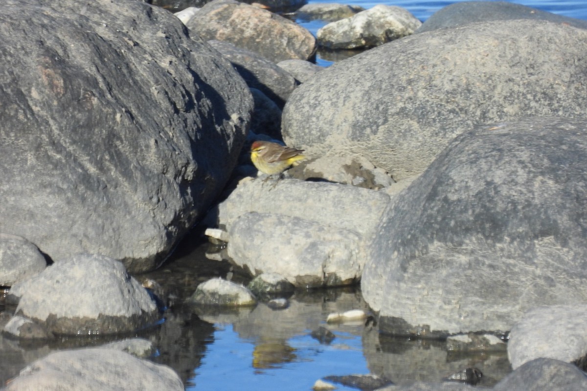 Palm Warbler - Judy Werier