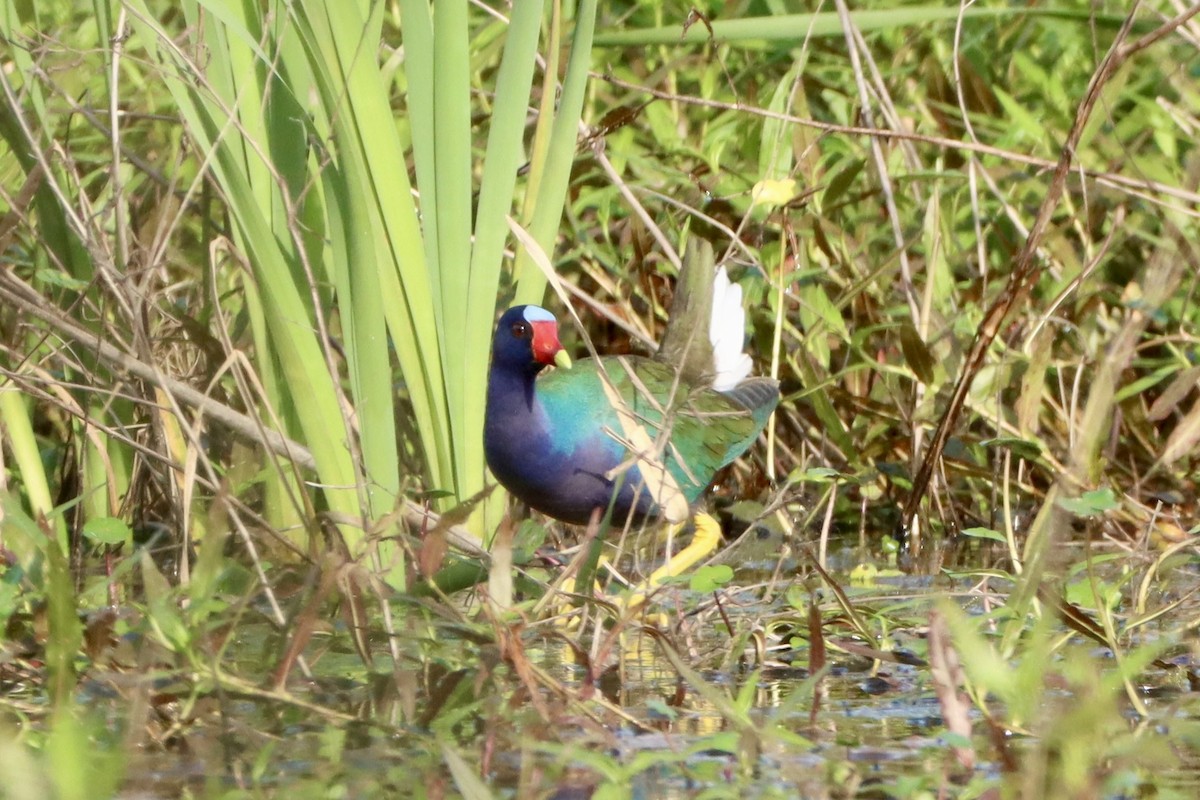 Purple Gallinule - ML618052485