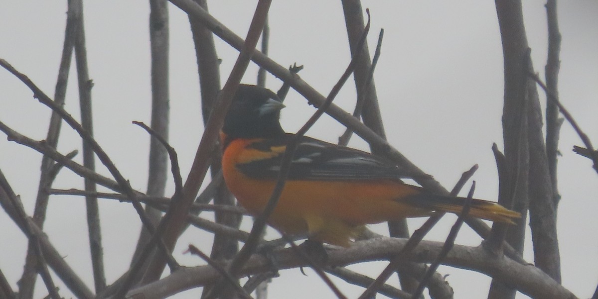 Baltimore Oriole - Andrew Orgill