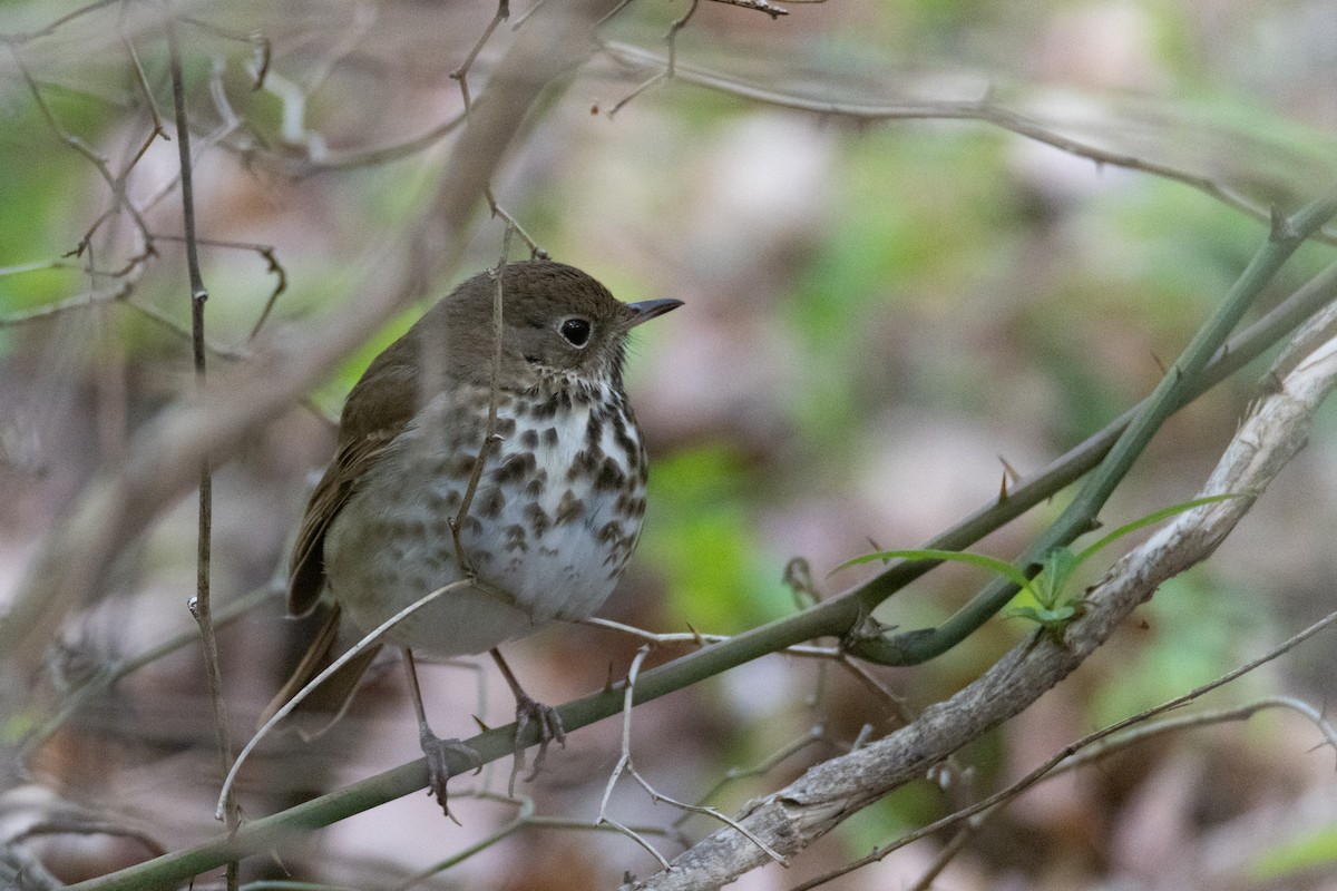 Hermit Thrush - ML618052498